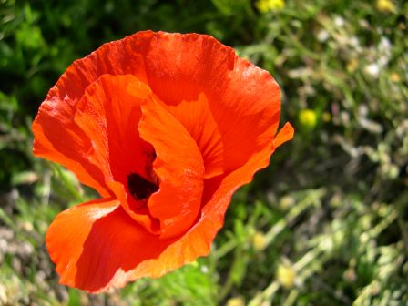 coquelicot de Paulilles