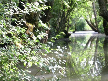 Scintillements du marais