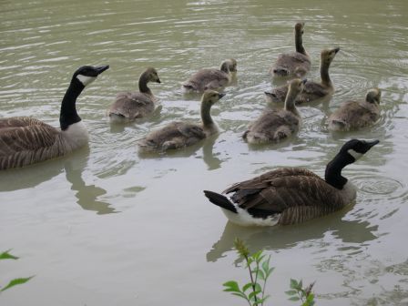 Toute la famille à l'eau !