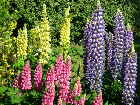 Lupins