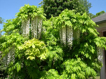 Glycine "arbre"