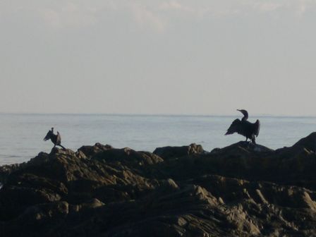 cormorans