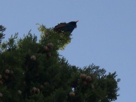 Merle en haut du cyprès