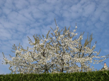 promenade_fleurie.JPG, mar. 2016 promenade_fleurie.JPG