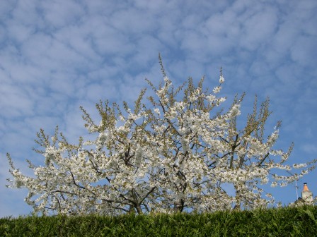 promenade_fleurie.JPG